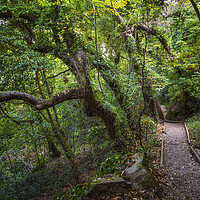 Buy canvas prints of Old Forest With Hiking Trail In Sintra, Portugal by Artur Bogacki