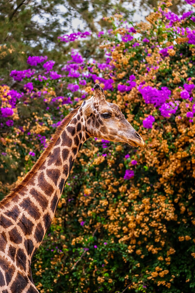 Nubian Giraffe Portrait Picture Board by Artur Bogacki