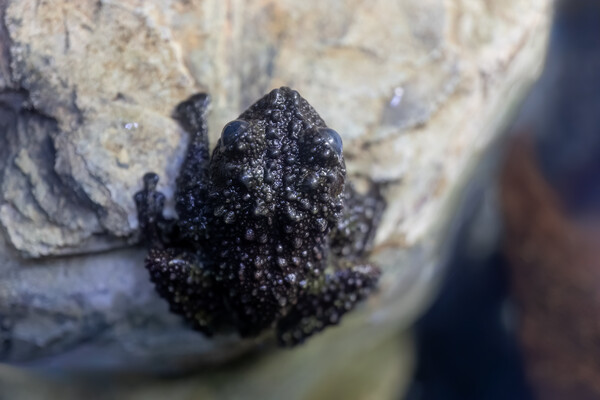 Mossy Frog Theloderma Corticale On Rock Picture Board by Artur Bogacki