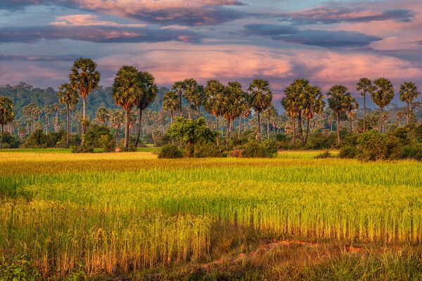 Grain Fields And Coconut Palms In Cambodia Picture Board by Artur Bogacki