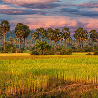 Buy canvas prints of Grain Fields And Coconut Palms In Cambodia by Artur Bogacki