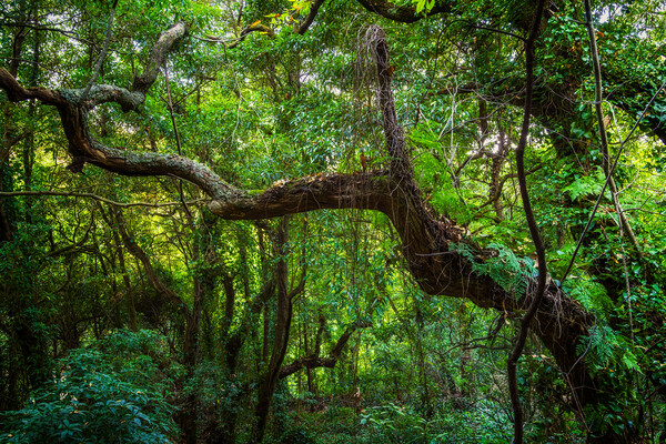 Old Forest In Sintra Mountains In Portugal Picture Board by Artur Bogacki