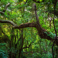 Buy canvas prints of Old Forest In Sintra Mountains In Portugal by Artur Bogacki