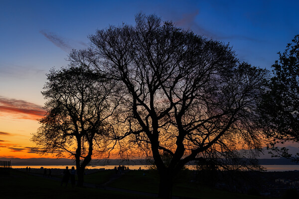 Tree Silhouette At Sunset On Calton Hill In Edinburgh Picture Board by Artur Bogacki