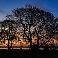 Buy canvas prints of Tree Silhouette At Sunset On Calton Hill In Edinburgh by Artur Bogacki