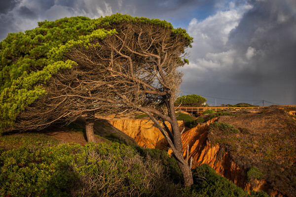 Old Windswept Tree And Ravine In Algarve, Portugal Picture Board by Artur Bogacki