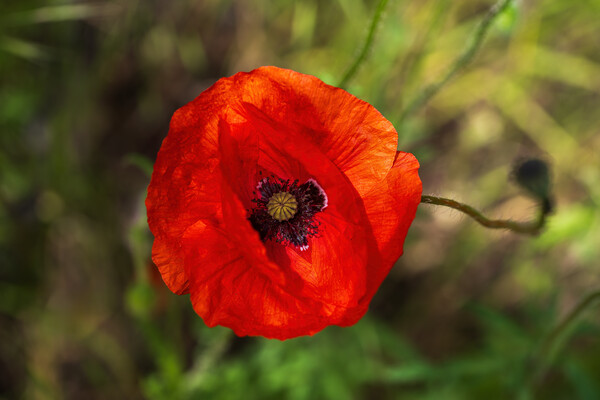 Red Poppy Blooming Flower Picture Board by Artur Bogacki