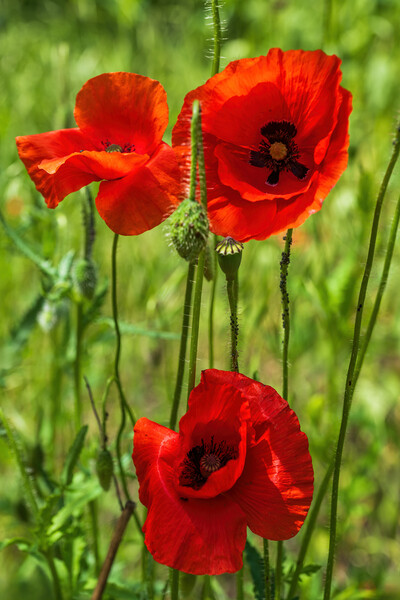 Red Poppy Blooming Flowers Picture Board by Artur Bogacki