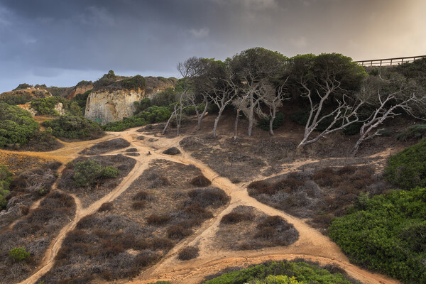 Hillside Coastal Paths In Algarve Picture Board by Artur Bogacki
