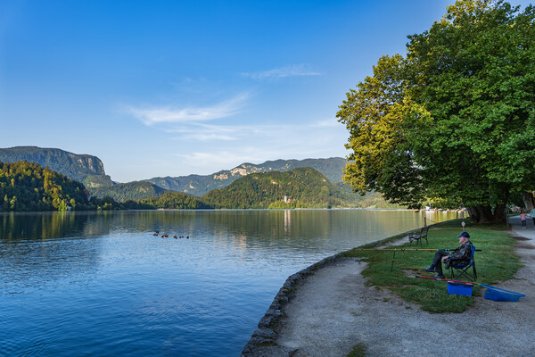 Angle at Lake Bled in Slovenia Picture Board by Artur Bogacki