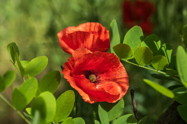 Wild Poppy Flower Blooming In Spring Picture Board by Artur Bogacki