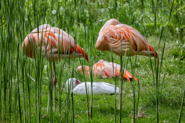 Chilean Flamingo Birds Sleeping Picture Board by Artur Bogacki