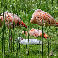 Buy canvas prints of Chilean Flamingo Birds Sleeping by Artur Bogacki