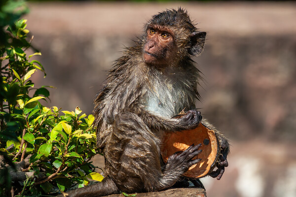 Wet Crab-eating Macaque With Coconut Shell Picture Board by Artur Bogacki