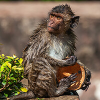 Buy canvas prints of Wet Crab-eating Macaque With Coconut Shell by Artur Bogacki