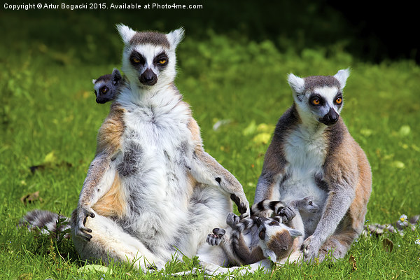Lemur Catta Family Picture Board by Artur Bogacki