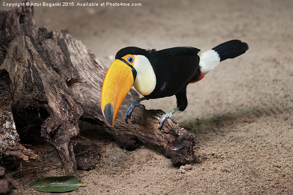 Toco Toucan on Tree Trunk Picture Board by Artur Bogacki