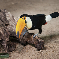 Buy canvas prints of Toco Toucan on Tree Trunk by Artur Bogacki