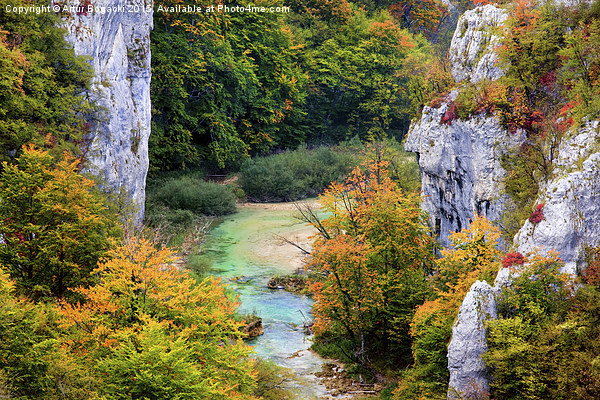 Stream in Autumn Mountain Forest Picture Board by Artur Bogacki