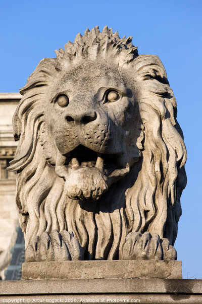 Lion Sculpture on Chain Bridge in Budapest Picture Board by Artur Bogacki