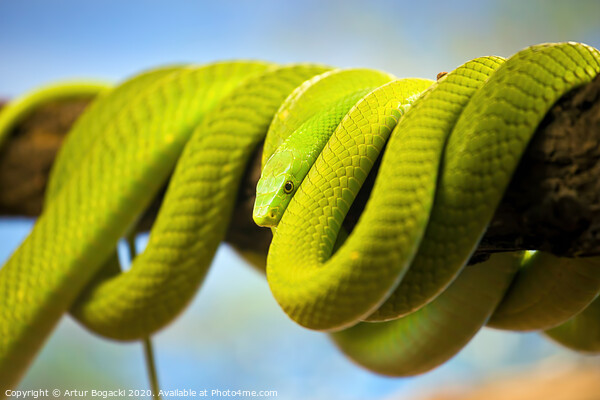 Green Mamba Coiled Up On A Branch Picture Board by Artur Bogacki