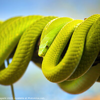 Buy canvas prints of Green Mamba Coiled Up On A Branch by Artur Bogacki