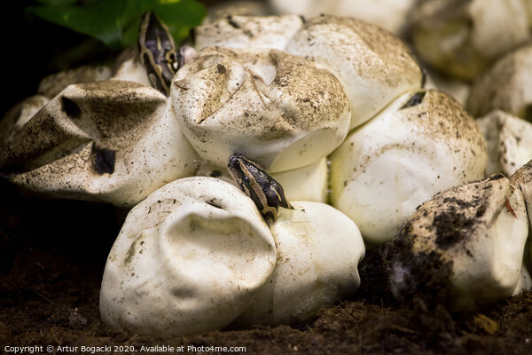 Pythons Hatching From Egg Picture Board by Artur Bogacki