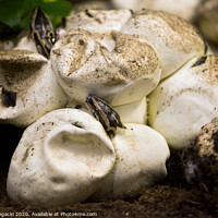 Buy canvas prints of Pythons Hatching From Egg by Artur Bogacki