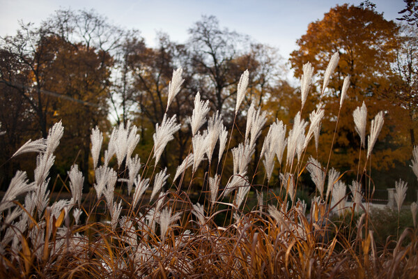 Autumn Reeds Picture Board by Artur Bogacki