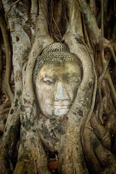 Ancient Buddha Entwined Within Tree Roots In Thailand Picture Board by Artur Bogacki
