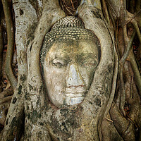 Buy canvas prints of Ancient Buddha Entwined Within Tree Roots In Thailand by Artur Bogacki