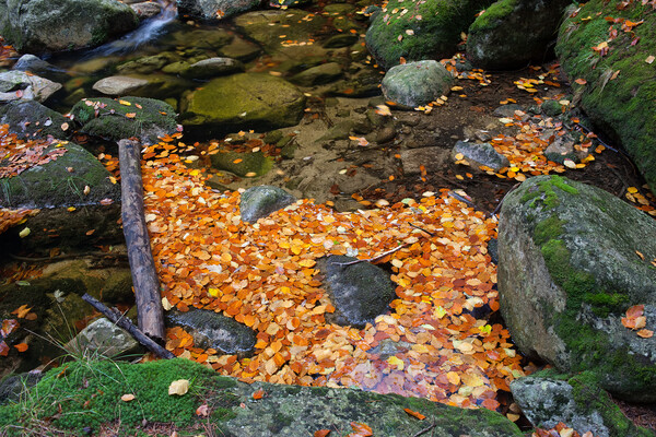 Autumn Leaves In Stream Picture Board by Artur Bogacki