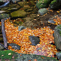 Buy canvas prints of Autumn Leaves In Stream by Artur Bogacki