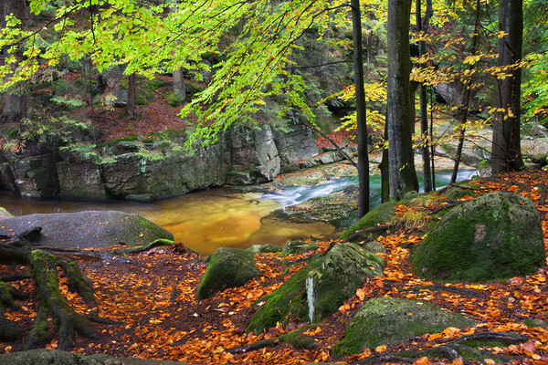 Stream in Autumn Forest Picture Board by Artur Bogacki
