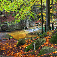 Buy canvas prints of Stream in Autumn Forest by Artur Bogacki