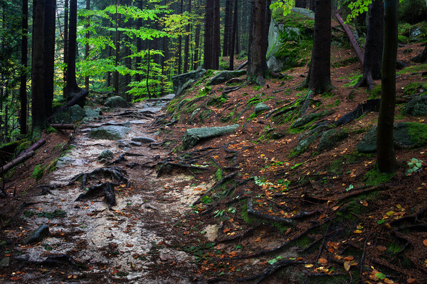Wild Path In Mountain Forest Picture Board by Artur Bogacki