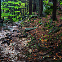 Buy canvas prints of Wild Path In Mountain Forest by Artur Bogacki