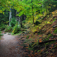 Buy canvas prints of Footpath in Mountain Forest by Artur Bogacki