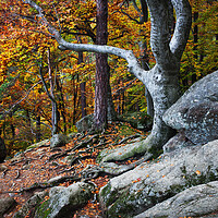 Buy canvas prints of Autumn In Mountain forest by Artur Bogacki