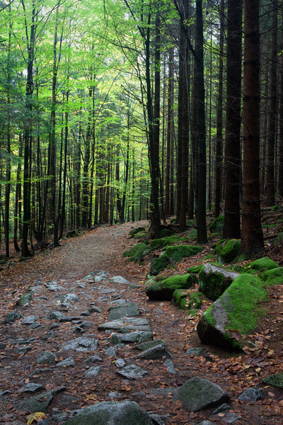 Path in Mountan Forest Picture Board by Artur Bogacki