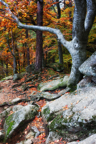 Autumn Mountain Forest Picture Board by Artur Bogacki