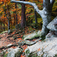 Buy canvas prints of Autumn Mountain Forest by Artur Bogacki