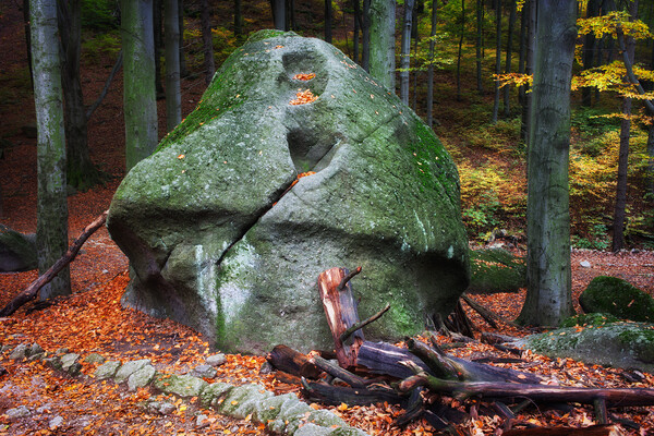 Mushroom Rock in Forest Picture Board by Artur Bogacki