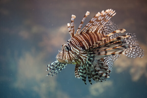 Red Lionfish Venomous Fish Picture Board by Artur Bogacki