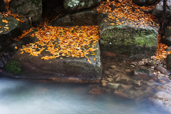 Autumn Leaves On Creek Rocks Picture Board by Artur Bogacki