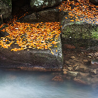 Buy canvas prints of Autumn Leaves On Creek Rocks by Artur Bogacki