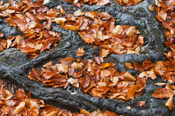 Autumn Leaves Between Tree Roots Picture Board by Artur Bogacki