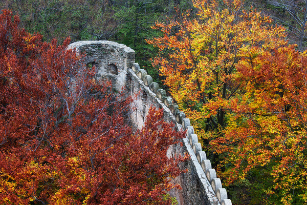 Medieval Castle Wall Battlement In Autumn Forest Picture Board by Artur Bogacki
