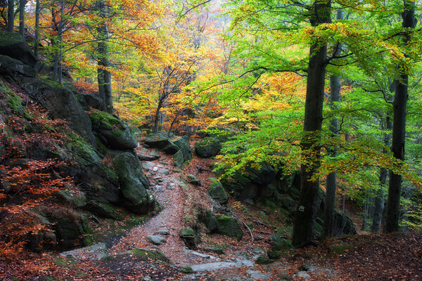Autumn Mountain Forest Picture Board by Artur Bogacki