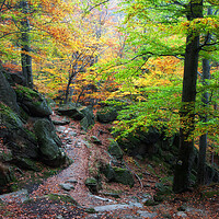 Buy canvas prints of Autumn Mountain Forest by Artur Bogacki